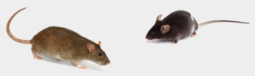 Raticides